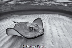 Southern Stingray by Henley Spiers 